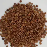 Sarfonka Panchang