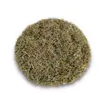 Rosemary 