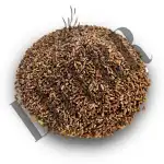 Black Wheat 