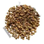 Gorakhmundi 
